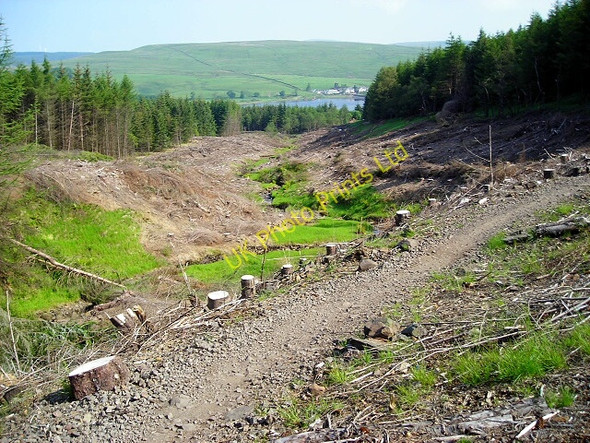 Photo 6"x4" Cleared Area in Carron Valley Forest High Banton c2007