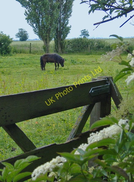 Photo 6"x4" Pony in Ox Pasture Luddington\/SE8216 c2007