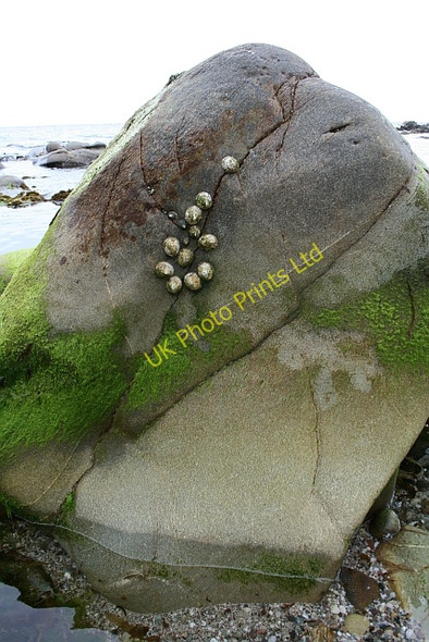 Photo 6"x4" Limpets on a Rock. Earadale Point c2007