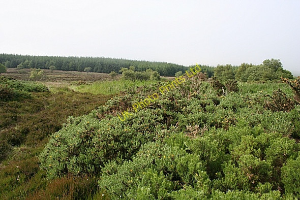 Photo 6"x4" Moss of Crombie Ramsburn c2007