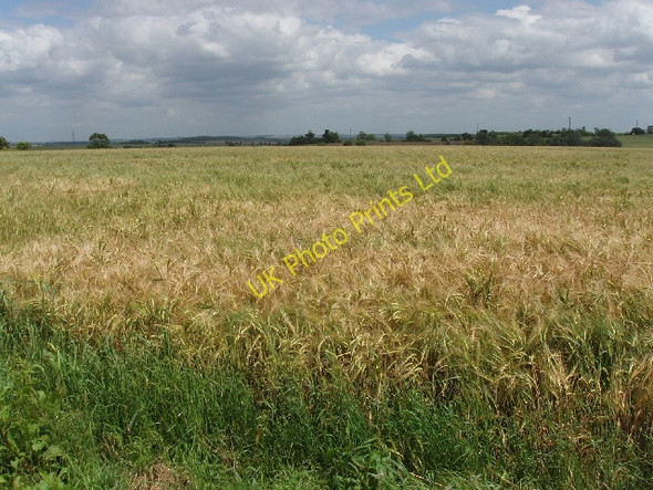 Photo 6"x4" Ripening barley, Hill Green Farm Bourne End\/SP9644 c2007