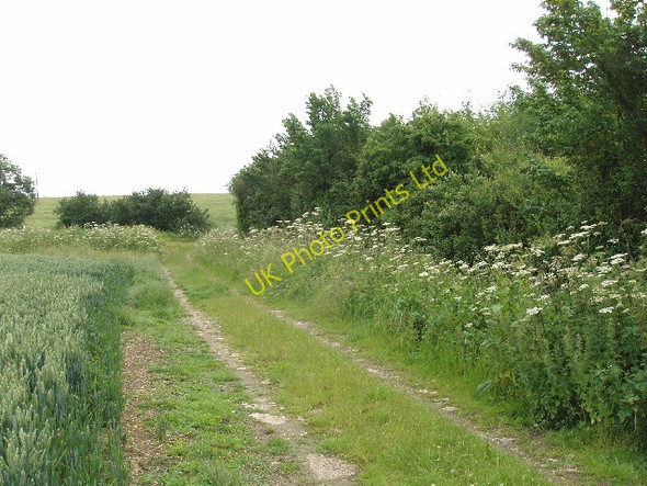 Photo 6"x4" Wheat field, bridleway and cow parsley Bourne End\/SP9644 c2007