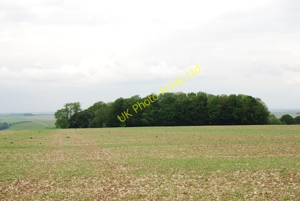 Photo 6"x4" Unnamed clump in field Hanging Langford c2007