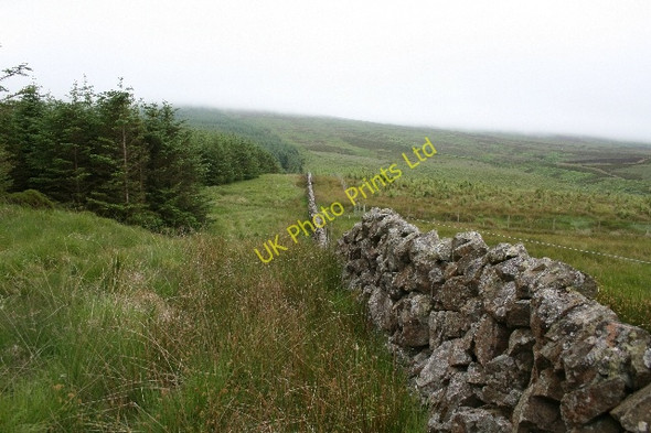 Photo 6"x4" Forestry and Moorland near Ballygroggan. Machrihanish c2007