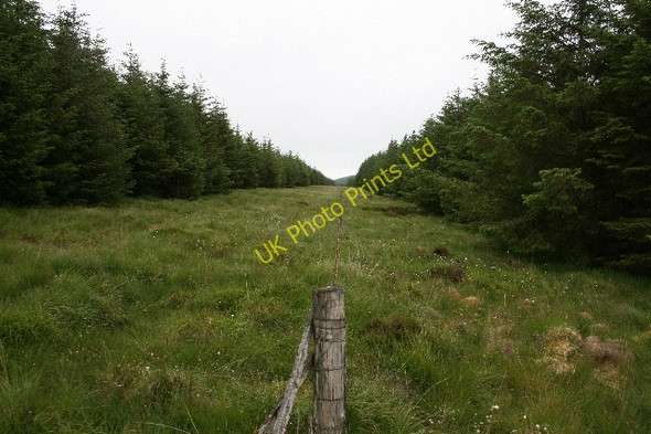 Photo 6"x4" Firebreak in Killypole Forest. Machrihanish c2007