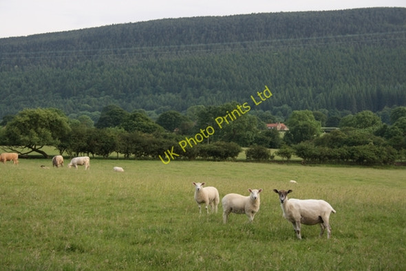 Photo 6"x4" Pasture, Near Whorlton House Heathwaite\/NZ4801 c2007