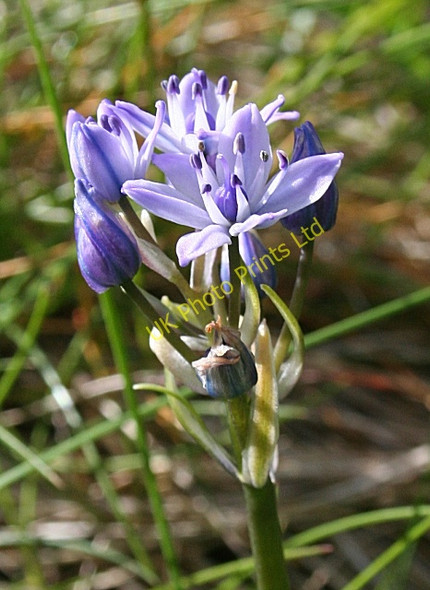 Photo 6"x4" Spring Squill (Scilla verna) Dunseverick c2007