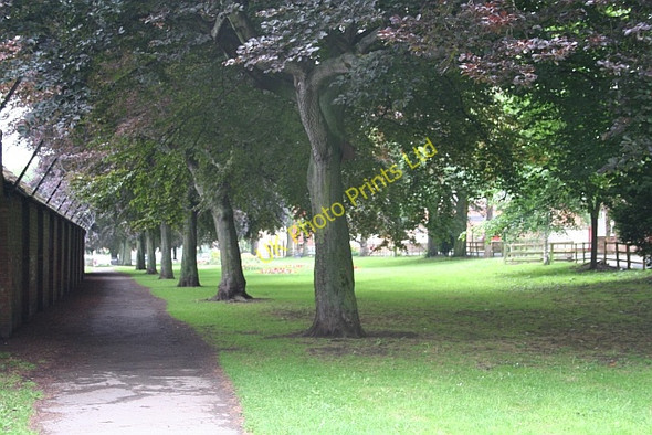 Photo 6"x4" Purple Beech Trees, Applegarth Northallerton c2007