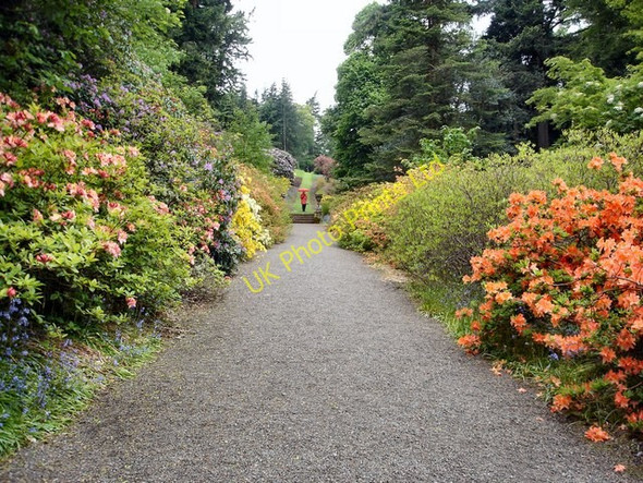 Photo 6"x4" Azalea Terrace Dawyck Bellspool c2007