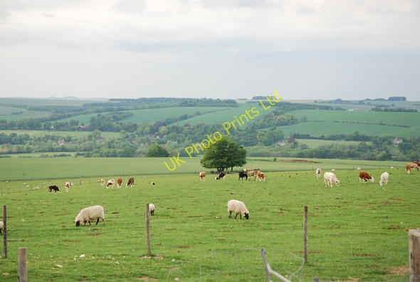 Photo 6"x4" Sheep and cows on Wylye Down Wylye c2007