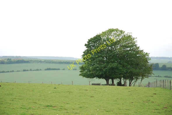 Photo 6"x4" Trees on Wylye Down Wylye c2007