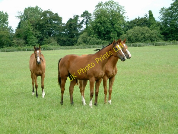 Photo 6"x4" St Mary's Abbey Grounds, West Dereham Wereham Row c2007