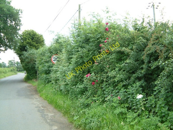 Photo 6"x4" Roses in the hedge West Dereham c2007