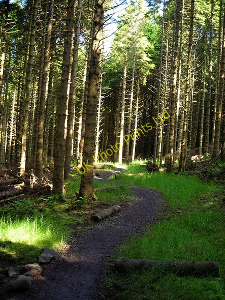 Photo 6"x4" Cycle Trail Through Carron Valley Forest High Banton c2007
