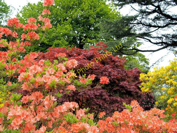 Photo 6"x4" Azaleas in bloom Wentworth Castle. Dodworth Bottom c2006