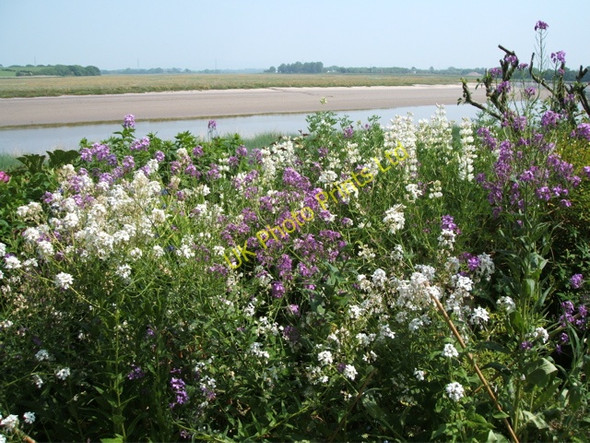 Photo 6"x4" Phlox on the bank of the Wyre Little Singleton c2007