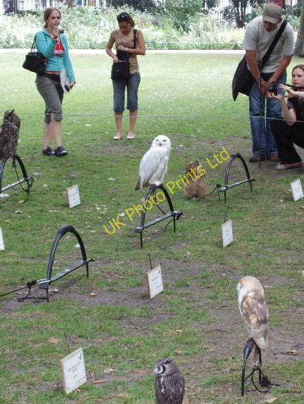 Photo 6"x4" Display of hawks and owls, Russell Square London c2007