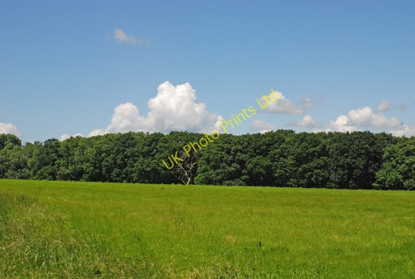 Photo 6"x4" Woods on Billhay Farm Semley c2007