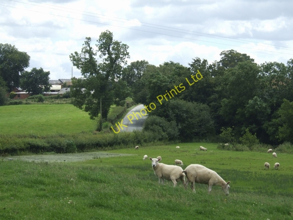 Photo 6"x4" Grazing sheep Nox c2007