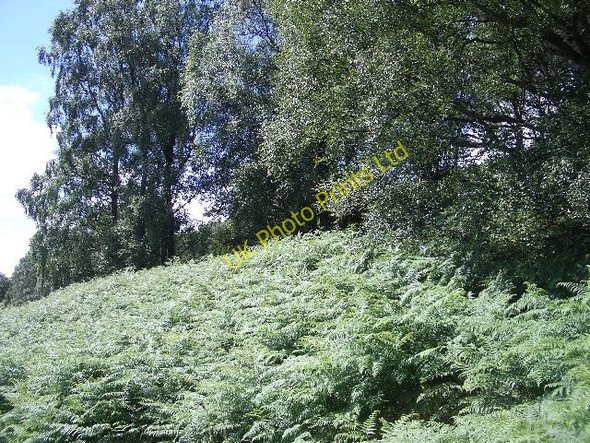 Photo 6"x4" Birches and bracken Cultybraggan c2007
