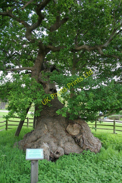 Photo 6"x4" Queen Adelaide's Oak, Bradgate Newtown Linford\/SK5110 c2007