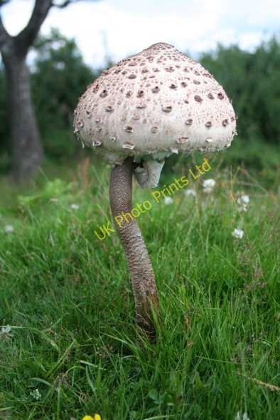 Photo 6"x4" Parasol on Hollybed Common Chandler's Cross\/SO7738 c2007