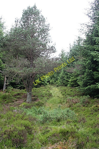 Photo 6"x4" Rosarie Forest Towiemore c2007 P2