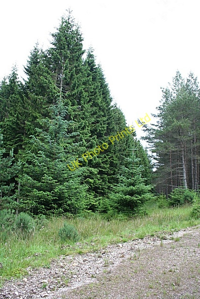 Photo 6"x4" Rosarie Forest Towiemore c2007