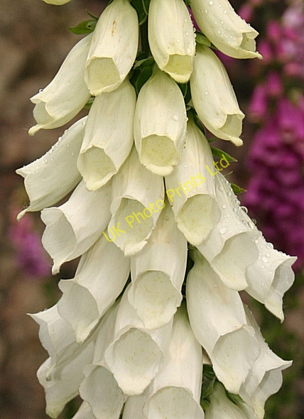 Photo 6"x4" Foxglove (Digitalis purpurea) Auchmithie c2007
