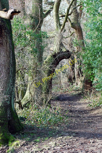 Photo 6"x4" Thorps Lane Kitchenroyd c2007 P1