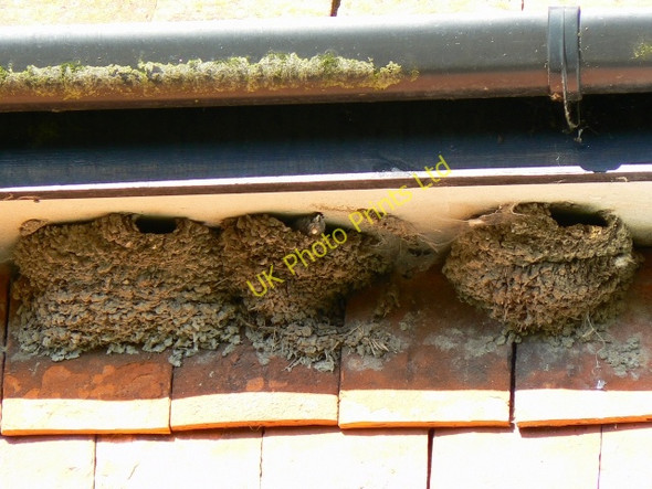 Photo 6"x4" House martin chick in its nest, Wootton Rivers Cuckoo's Knob c2007