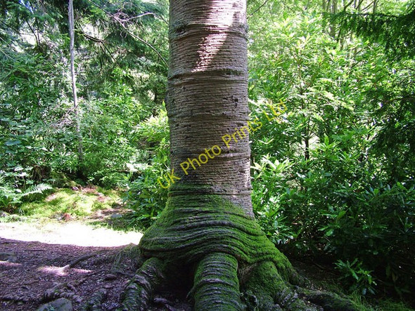 Photo 6"x4" Unusual bark pattern nr. Aira Force Dockray\/NY3921 c2007