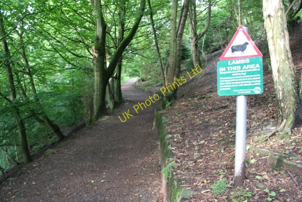 Photo 6"x4" The Climb from British Camp Car Park Little Malvern c2007