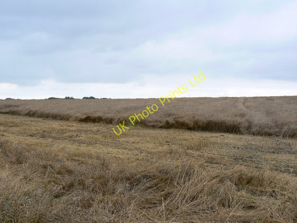 Photo 6"x4" A field of oilseed rape near Winterbourne Bassett, Wiltshire Winterbourne Bassett c2007