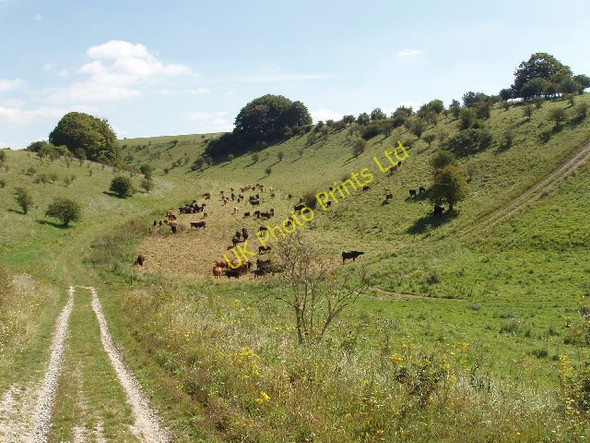 Photo 6"x4" Cattle just outside Imber Range Heytesbury c2007