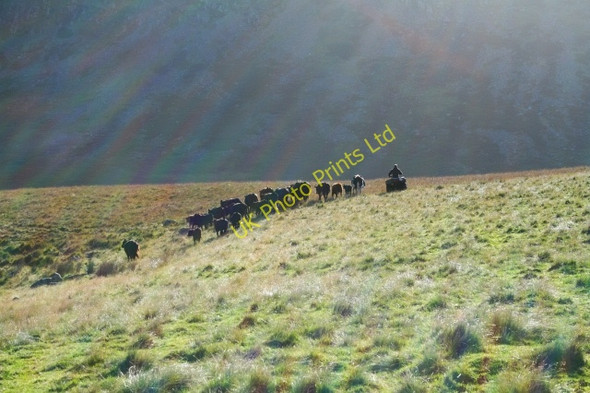 Photo 6"x4" Cattle Round Up at Burnmoor Tarn. Boot c2007