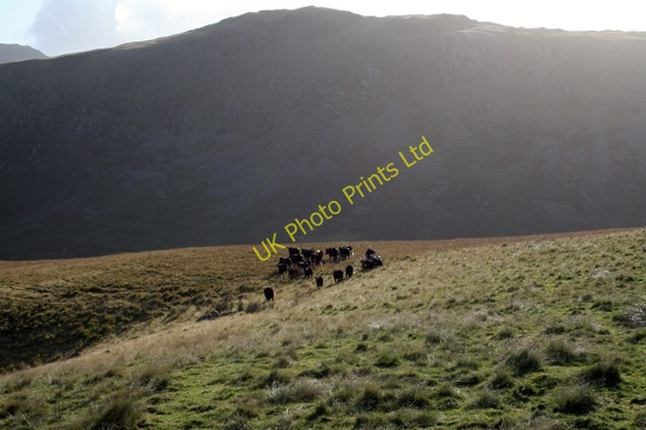 Photo 6"x4" Cattle Round Up at Burnmoor Tarn (2) Boot c2007