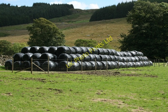 Photo 6"x4" Winter Feed at Low Place. Eskdale Green c2007