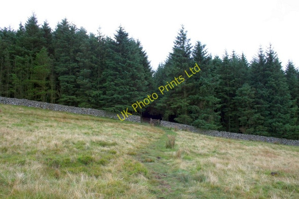 Photo 6"x4" Top of Miterdale Forest. Eskdale Green c2007