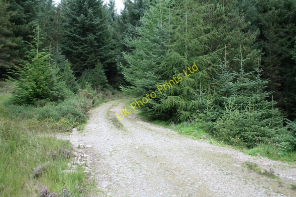 Photo 6"x4" Track in Miterdale Forest. Eskdale Green c2007