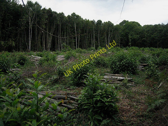 Photo 6"x4" Coppicing in action at ground level Little Bentley c2007