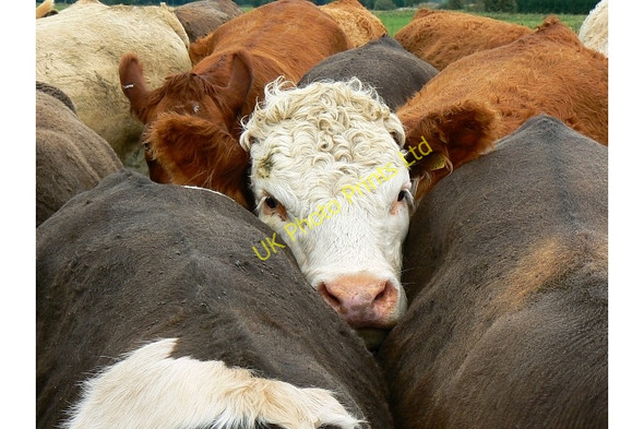 Photo 6"x4" Cattle, Tadpole Farm, Blunsdon Haydon\/SU1288 c2007