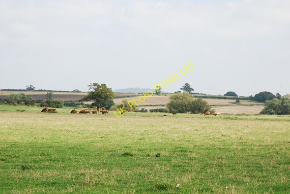 Photo 6"x4" Cows on farm near Fifehead Magdalen Hains c2007