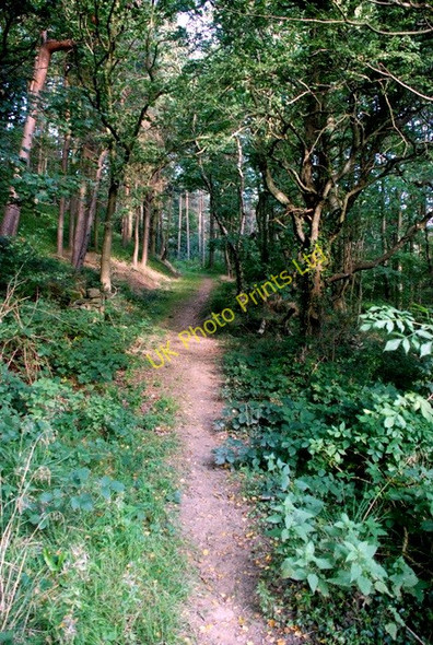 Photo 6"x4" Track through coniferous woodland Unthank\/SK3076 c2007