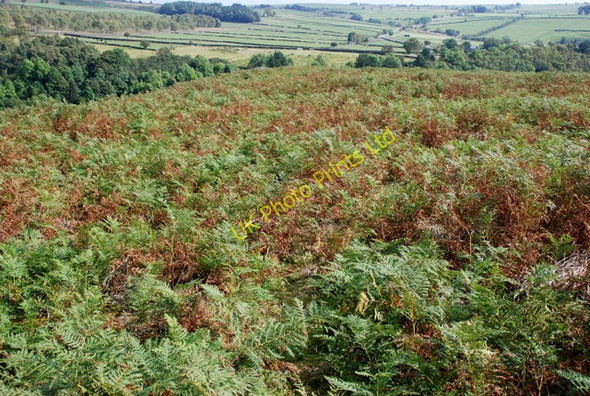 Photo 6"x4" Bracken  on Gibbet Moor Robin Hood\/SK2772 c2007