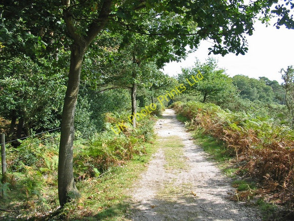 Photo 6"x4" Forest track, near Homsley Inclosure, New Forest. Thorney Hill\/SZ2099 c2007