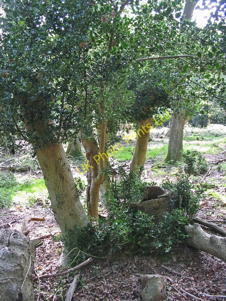 Photo 6"x4" Holly stool, near Holmsley inclosure. New Forest. Thorney Hill\/SZ2099 c2007