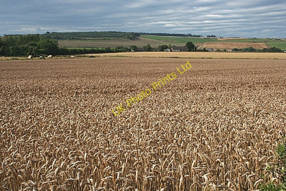 Photo 6"x4" Wheat Field Turriff c2007