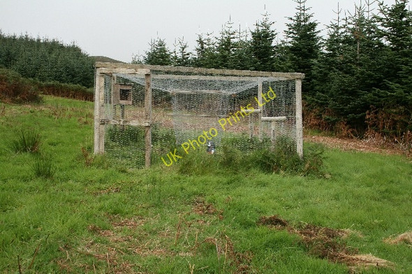 Photo 6"x4" Larsen Trap in Lochorodale Forestry Drumlemble c2007