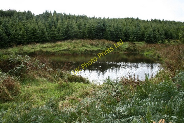 Photo 6"x4" Unmarked Pond in Lochorodale Forestry. Drumlemble c2007